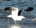 Kelp gull