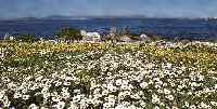 sea of flowers