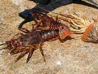 Crayfish - rock lobster