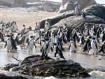 penguins, dassen island
